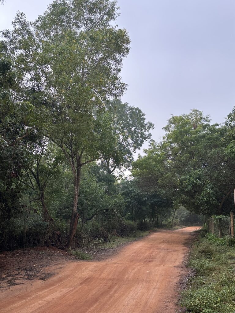 Hindistan Günlükleri 3: Auroville Auroville Matrimandir altın küre Hindistan