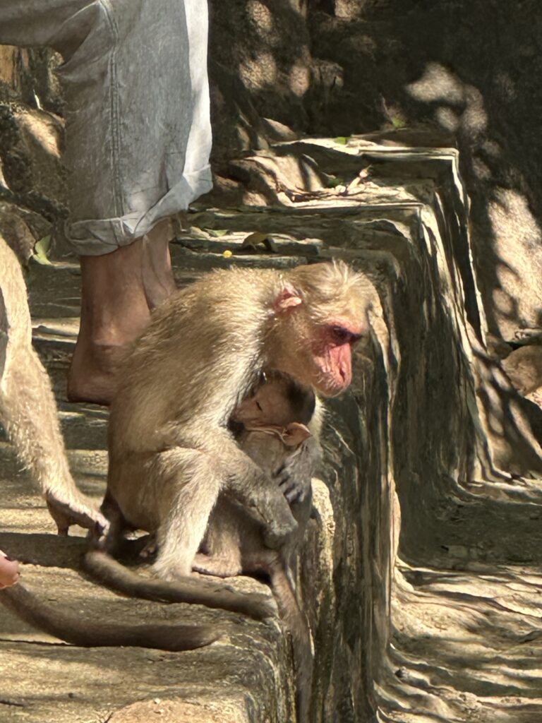 hindistan günlükleri 2 img 6847